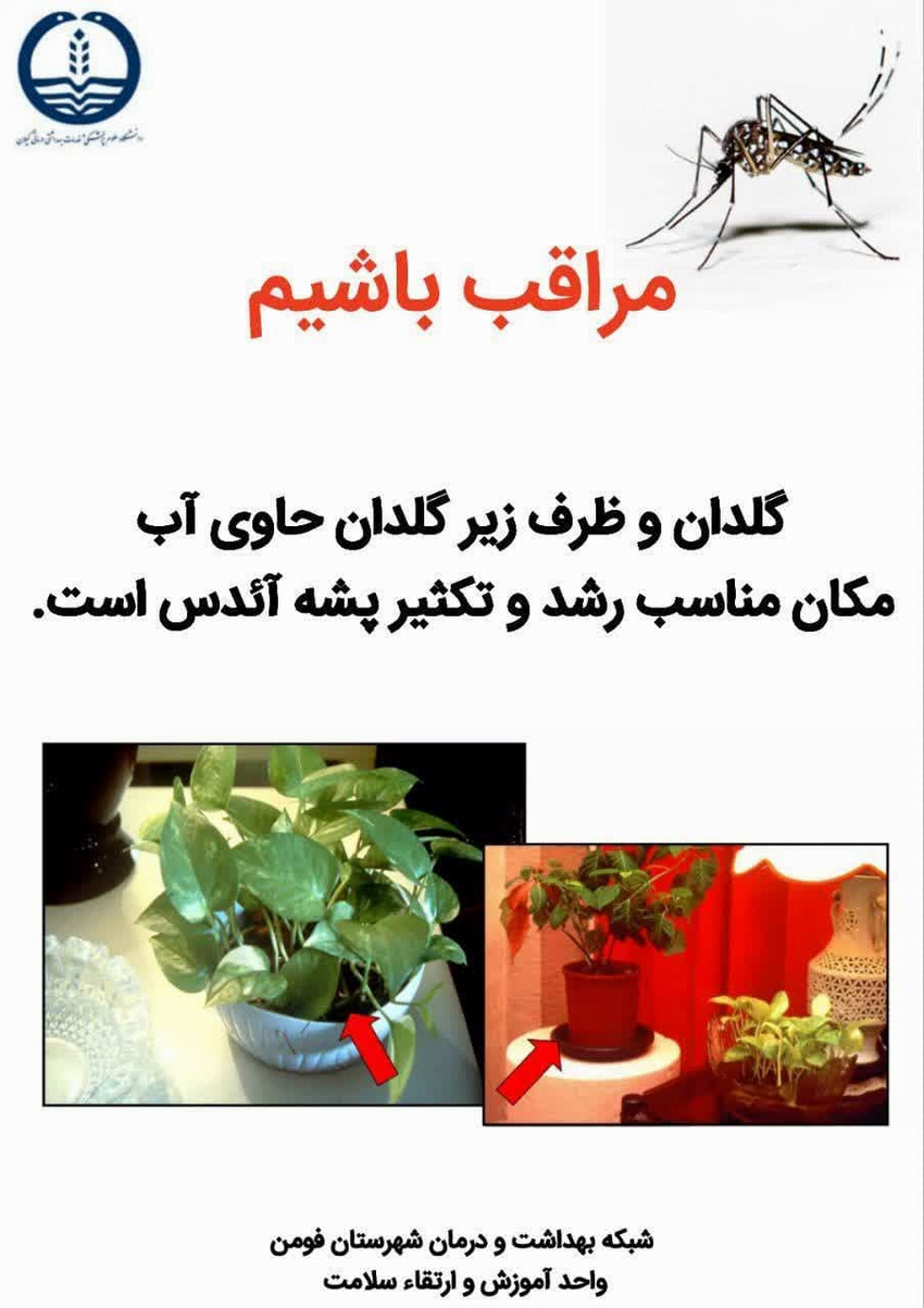 پشه ائدس